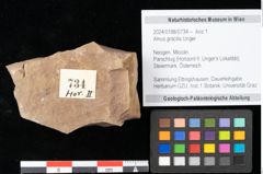 Foto (Objekt + Etikett) von Alnus gracilis Unger (NHMW-GEO-2024-0188-0734)